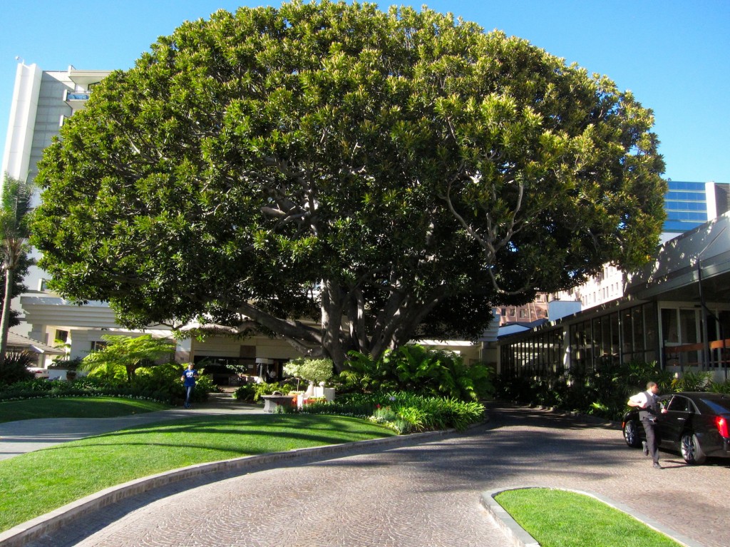 he landmark Moreton Bay fig tree provides a dramatic entrance to the Fairmont Miramar Hotel on Ocean Avenue.