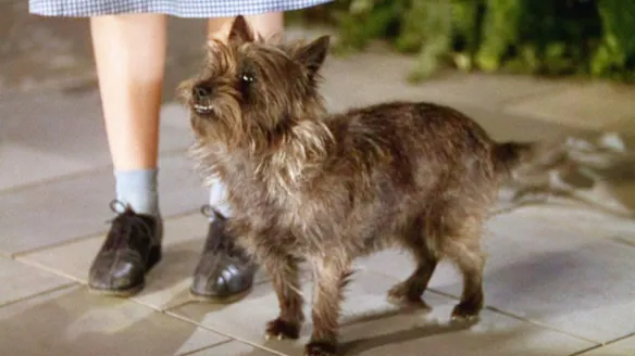 Kool Happenings: Toto, I Don’t Think We’re in America Anymore Kool Happenings: Toto, I Don’t Think We’re in America Anymore